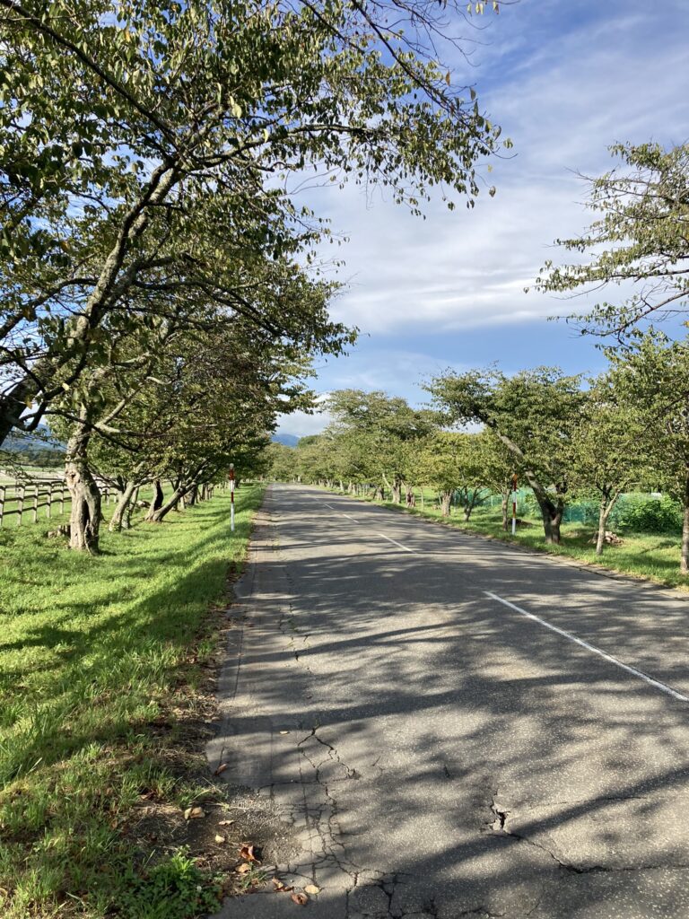 優駿さくらロード