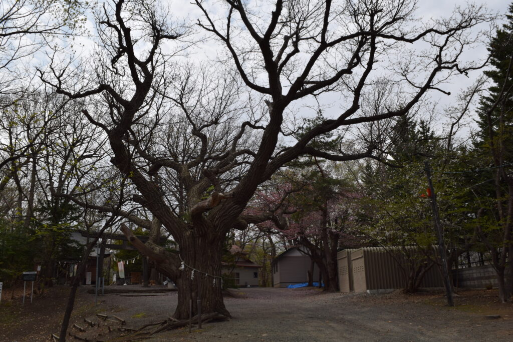 相馬神社　御神木