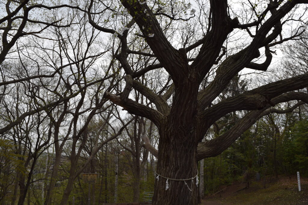 相馬神社　御神木