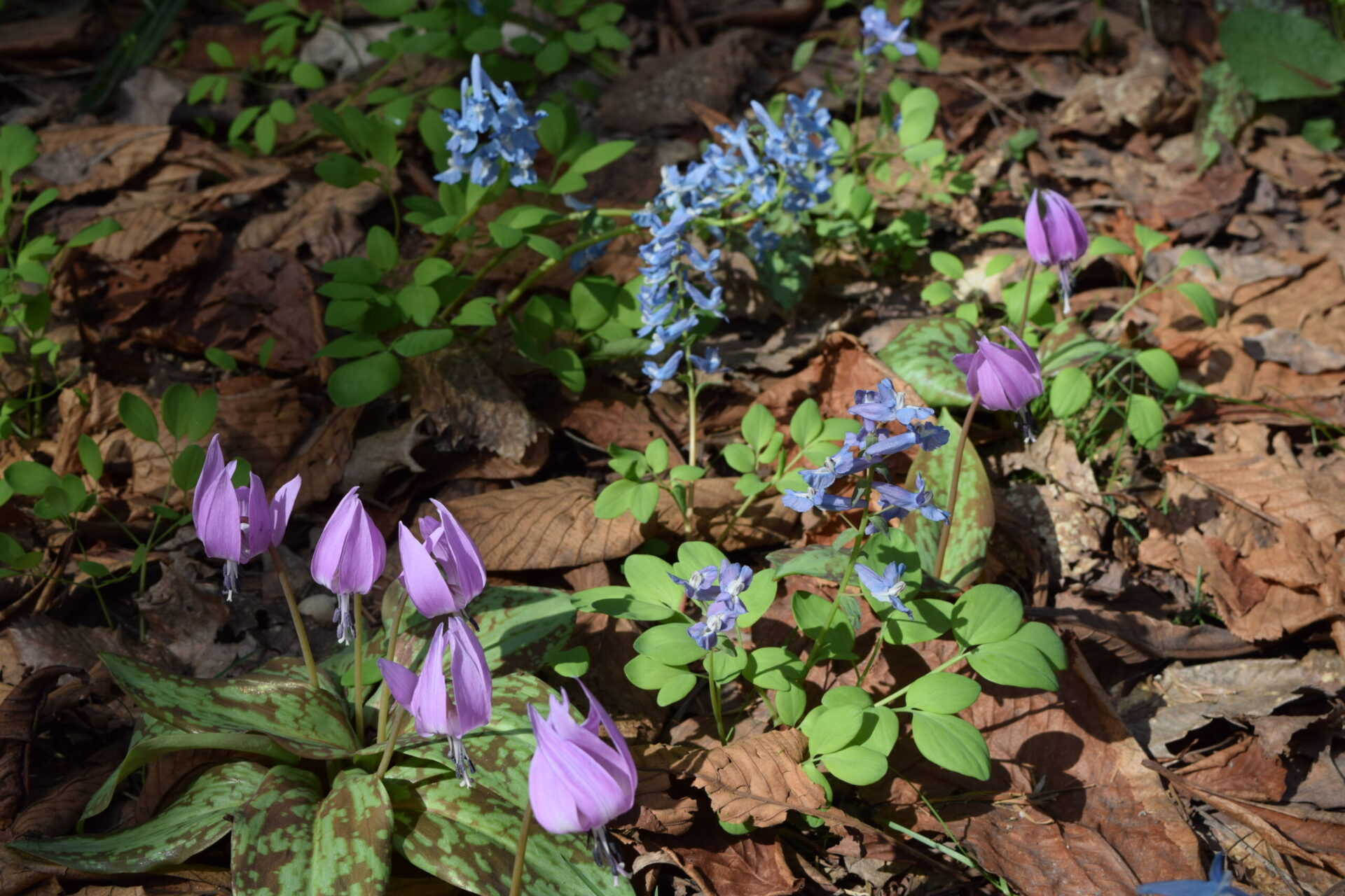 スズキヨウコ作 カタクリの花が美しいゴブレット スズキヨウコ作