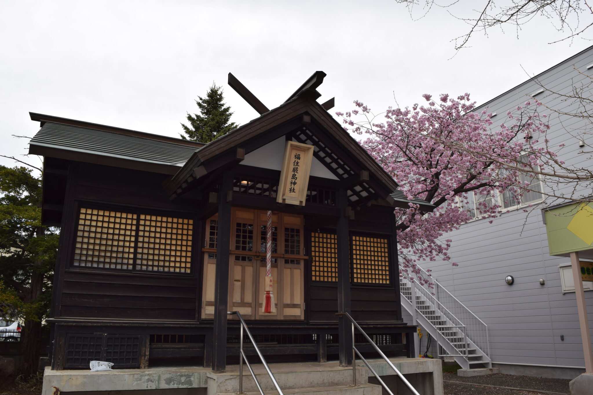 福住厳島神社　社殿と桜