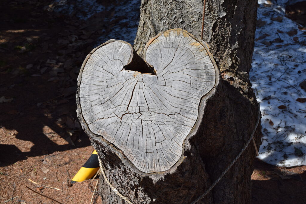 大谷地神社　ハートの切株