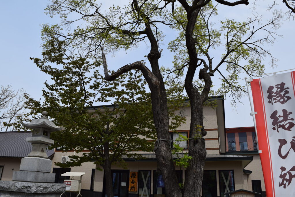空知神社 結の御神木