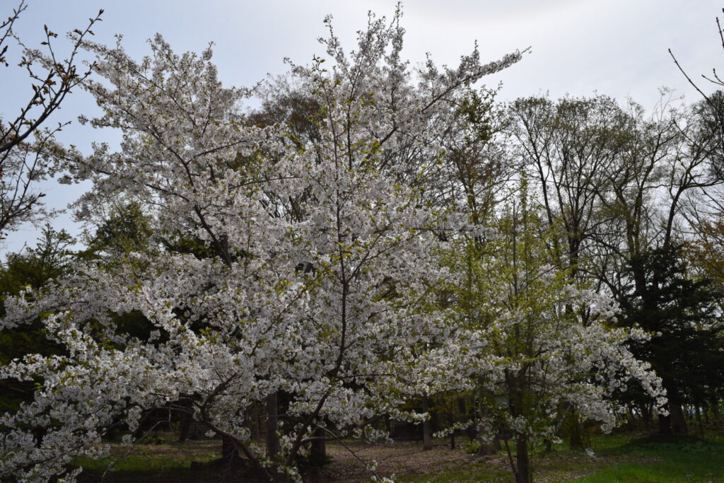 奈井江神社　境内の桜
