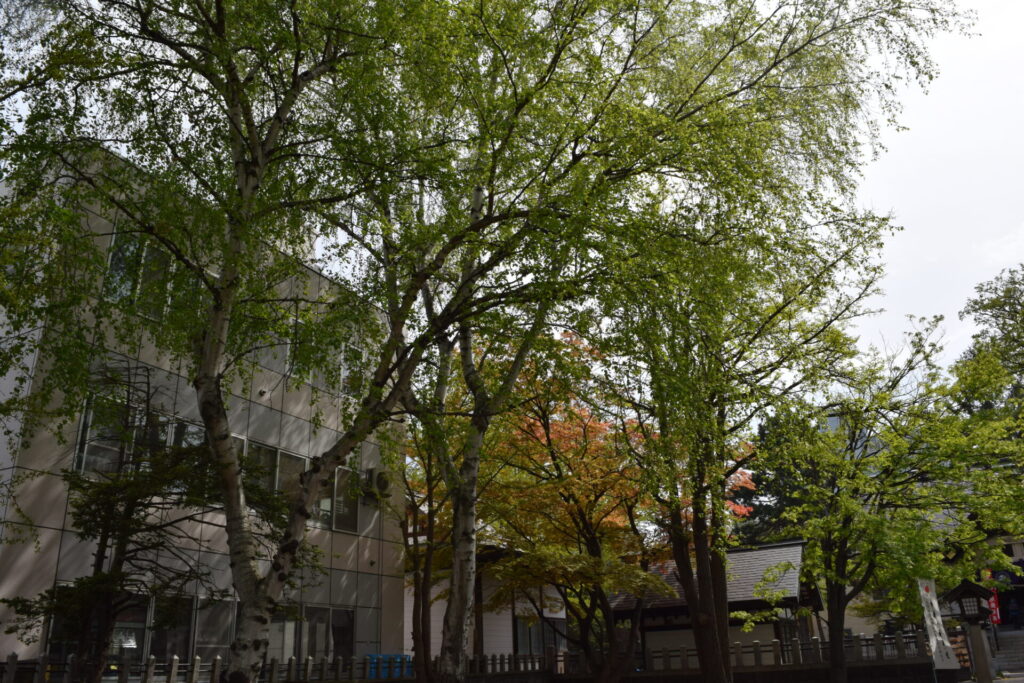 豊平神社　境内の自然