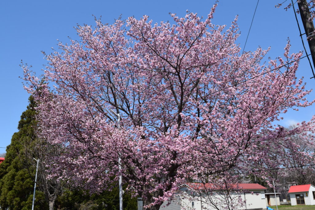 島松神社　桜