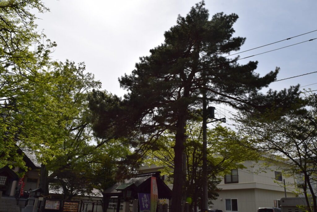 豊平神社　境内の自然