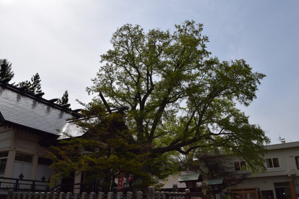 豊平神社　ハルニレの木