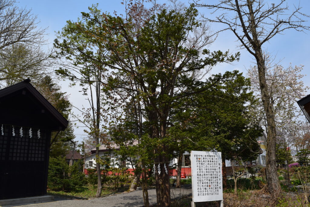 比布神社 イチイの木