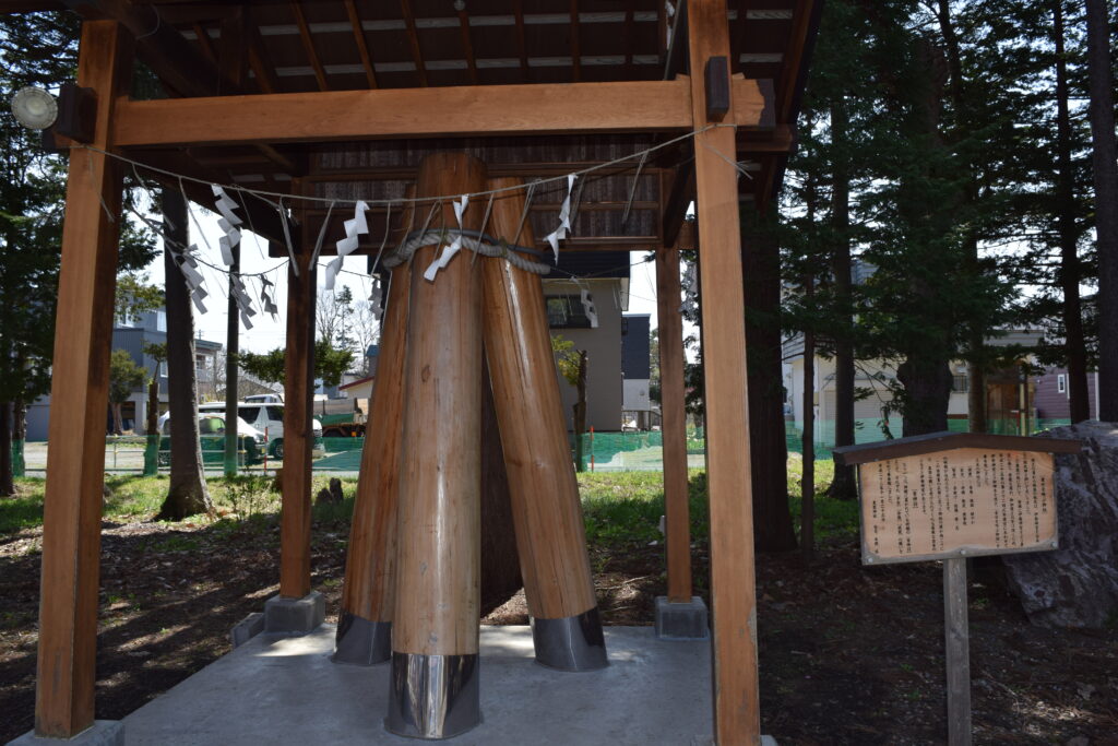 豊栄神社　伊勢神宮　御神木