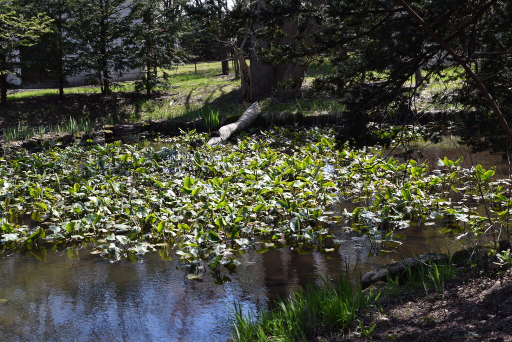 永山神社　池　左