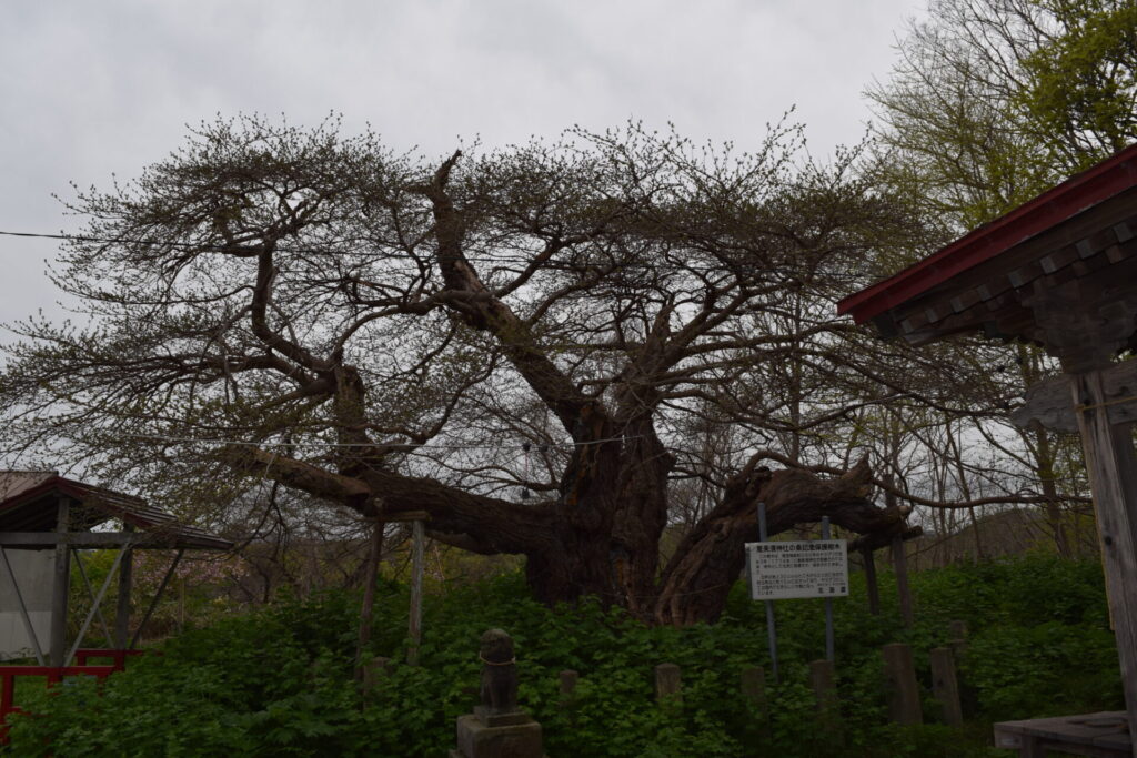 小樽 恵美須神社 ヤマグワ