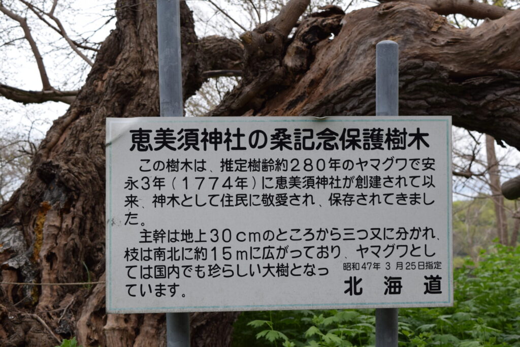 小樽 恵美須神社 桑記念保護樹木