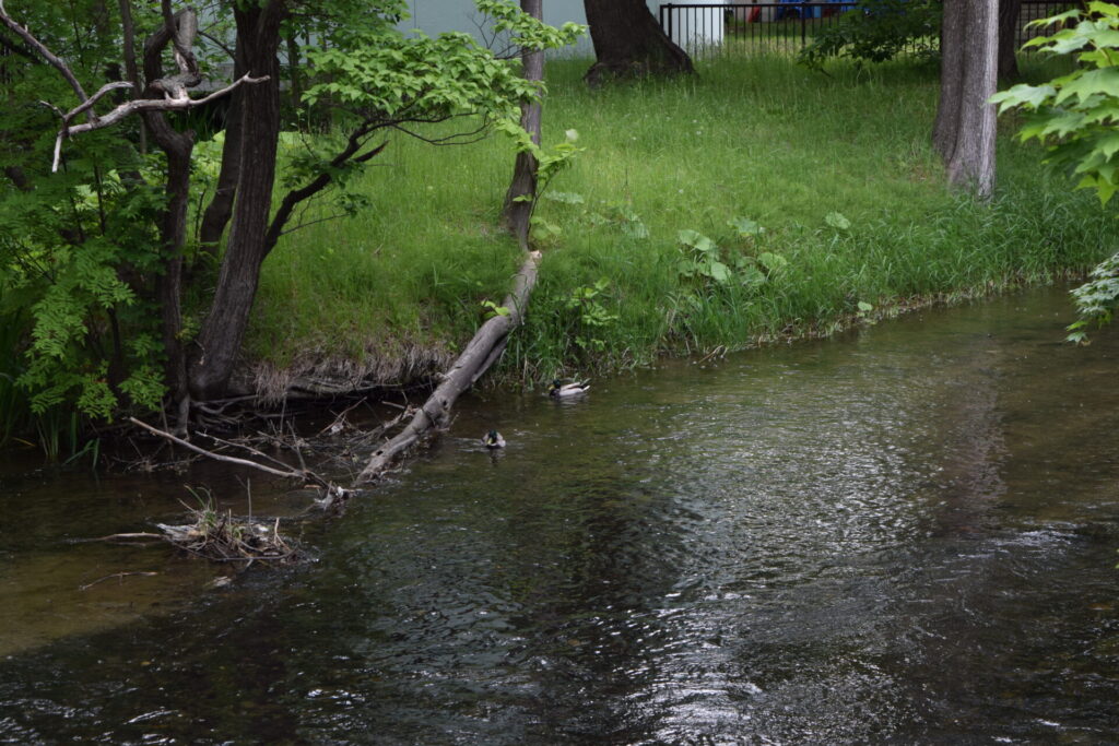 札幌水天宮 水天宮橋からの鴨々川の鴨