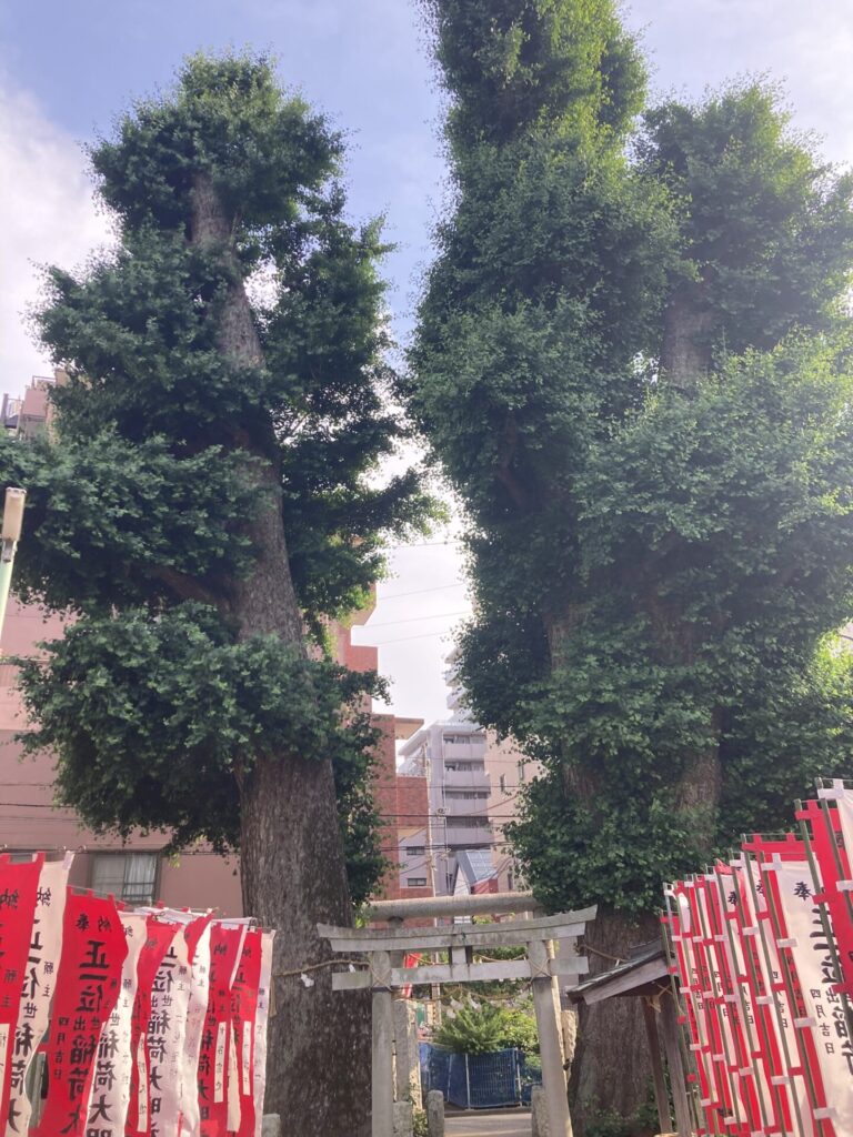 出世稲荷神社　大イチョウ