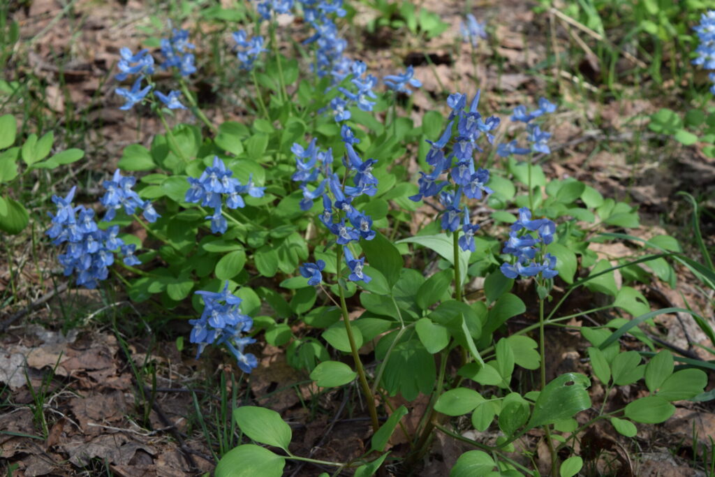 定山渓神社　エゾエンゴサク