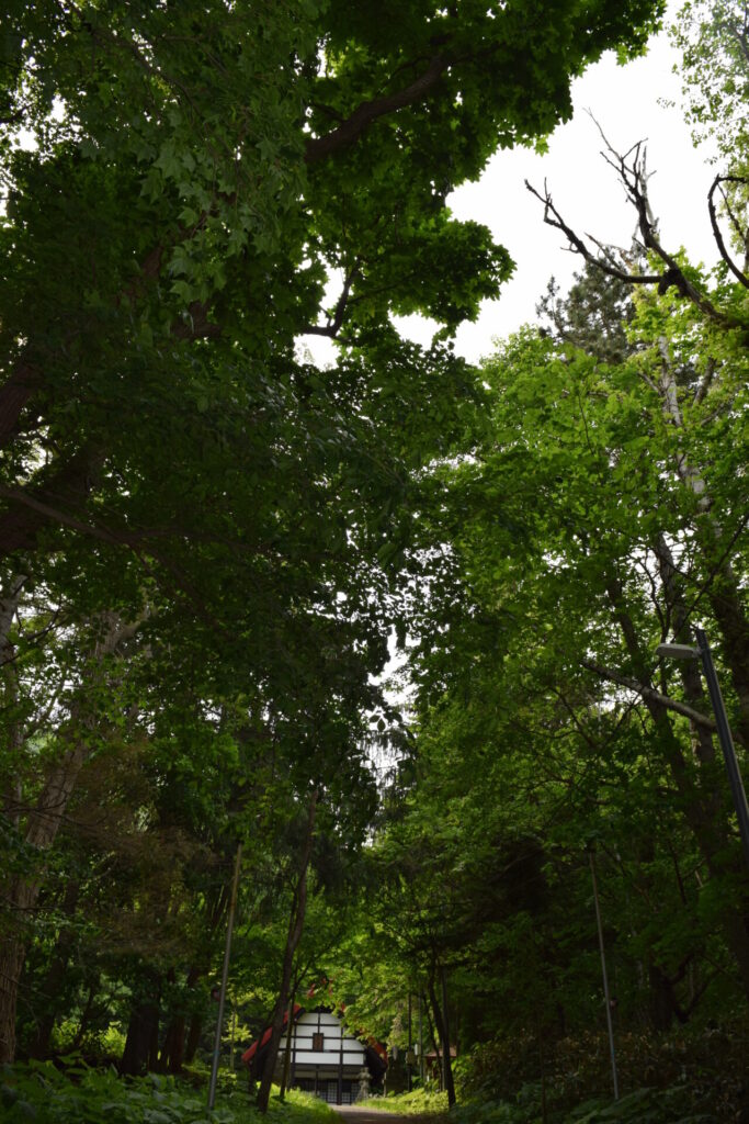 定山渓神社　参道の自然