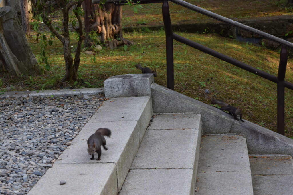 上川神社　参道のエゾリス