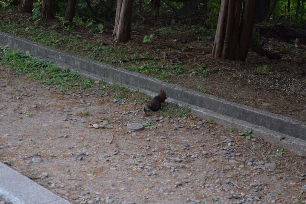 上川神社　参道のエゾリス