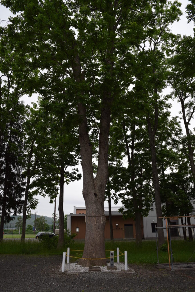 幌加内神社　御神木