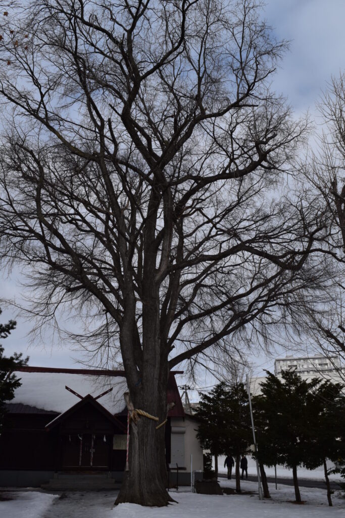 中の島神社 御神木