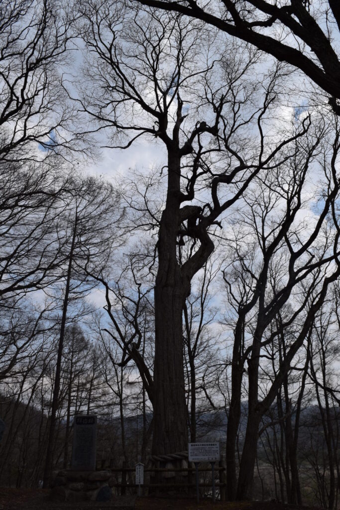 義経神社 御神木