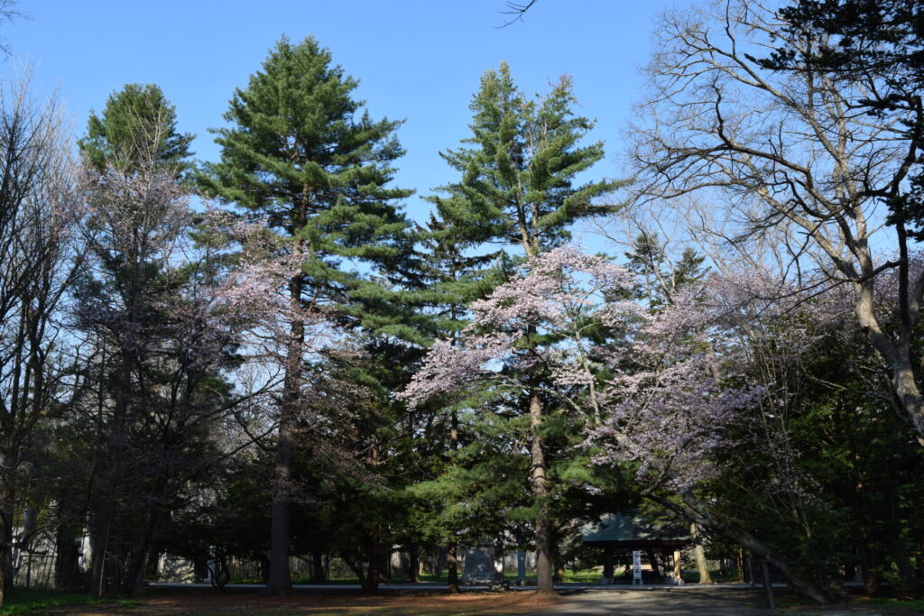 帯廣神社 境内の桜