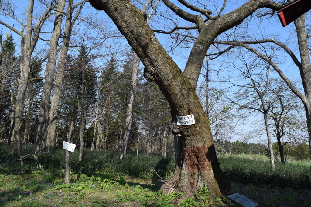 白人神社　境内の樹木