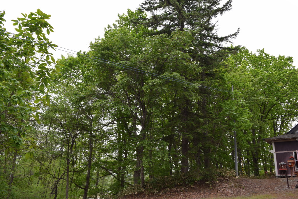 大國神社 社殿周りの樹々