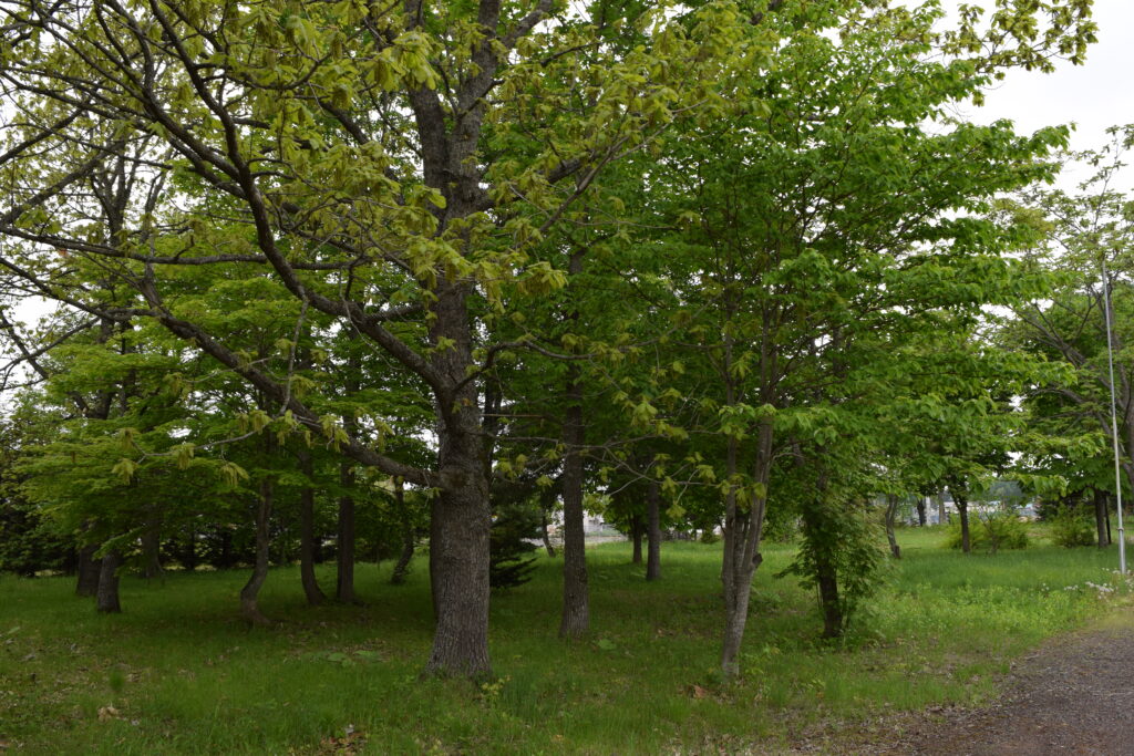 上更別神社 境内