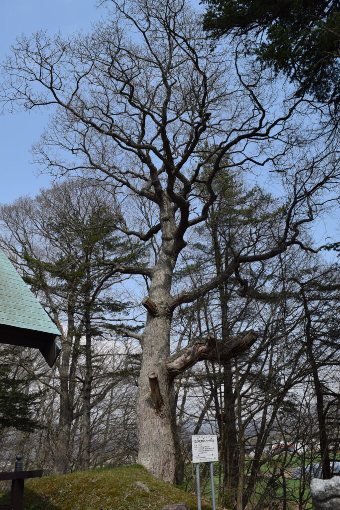 延出神社 イシナラの木