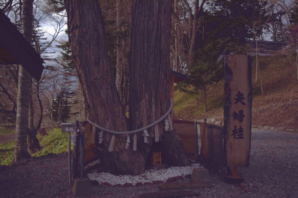 浦幌神社　夫婦桂