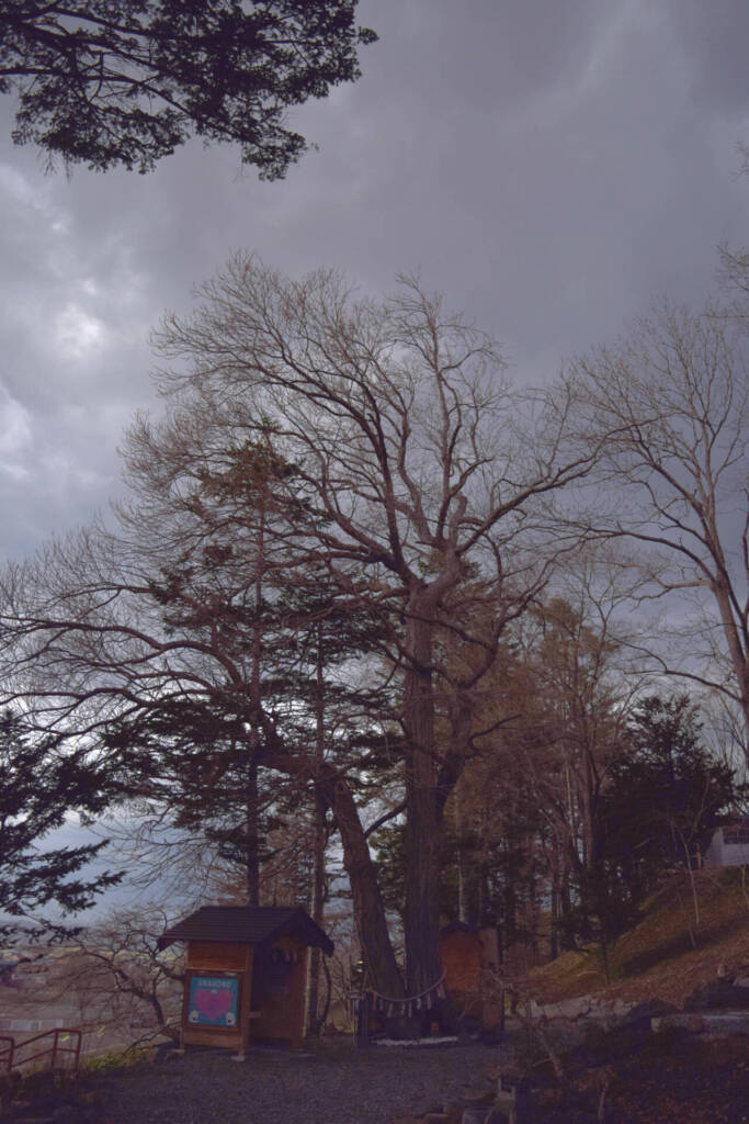 浦幌神社　夫婦桂