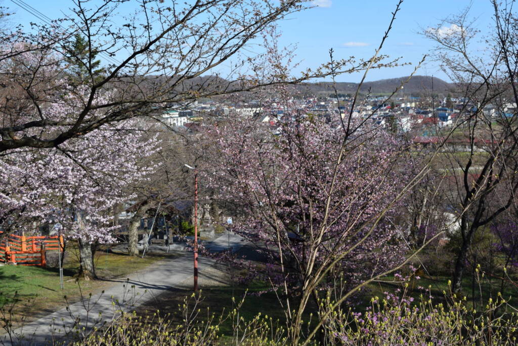 新得神社　桜