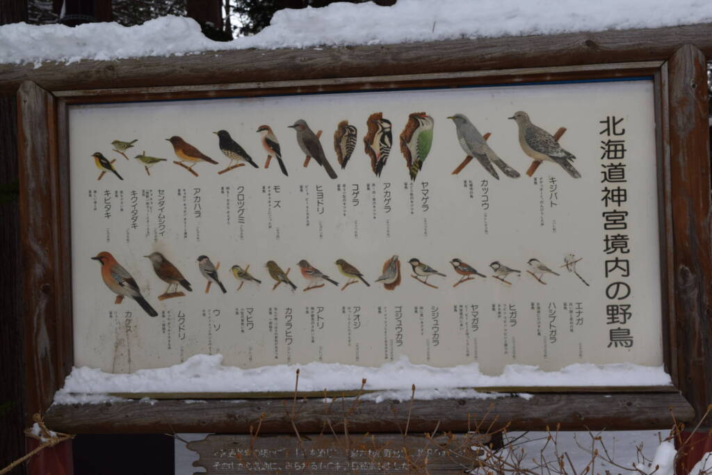 北海道神宮　境内の野鳥